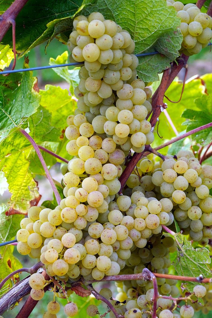 grapes, vineyard, grapevines, ripe fruits, fruits, nature, close up