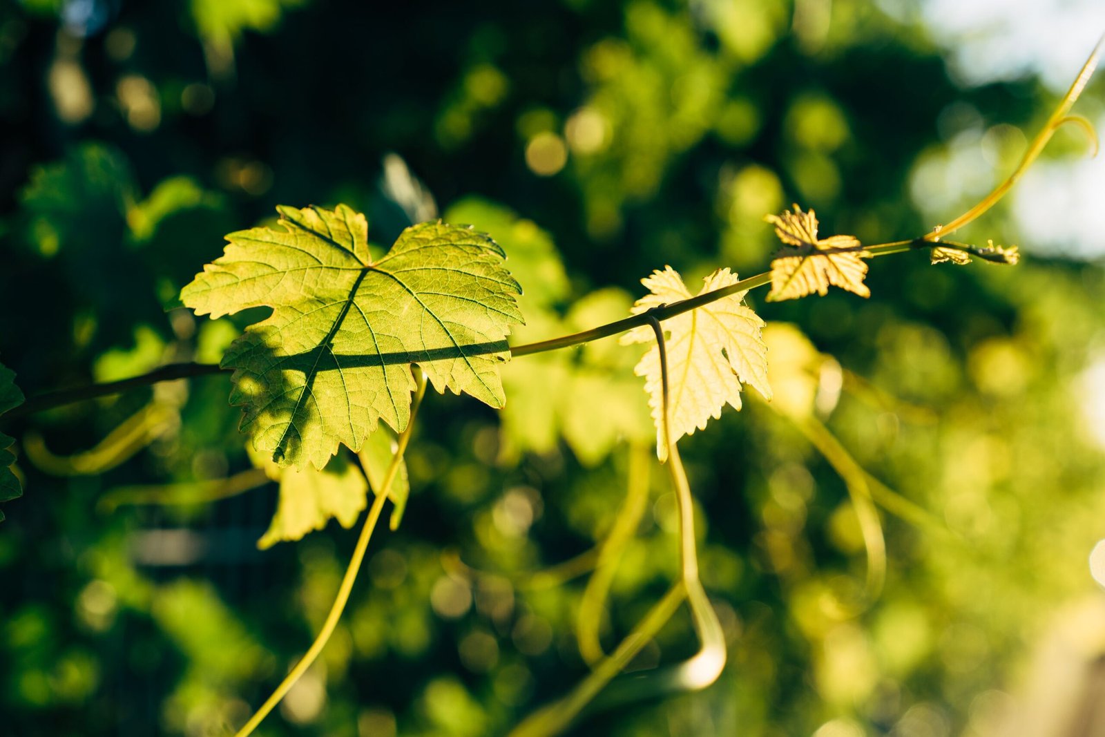 Close-up of green vine leaves in sunlight, showcasing natural beauty and growth.